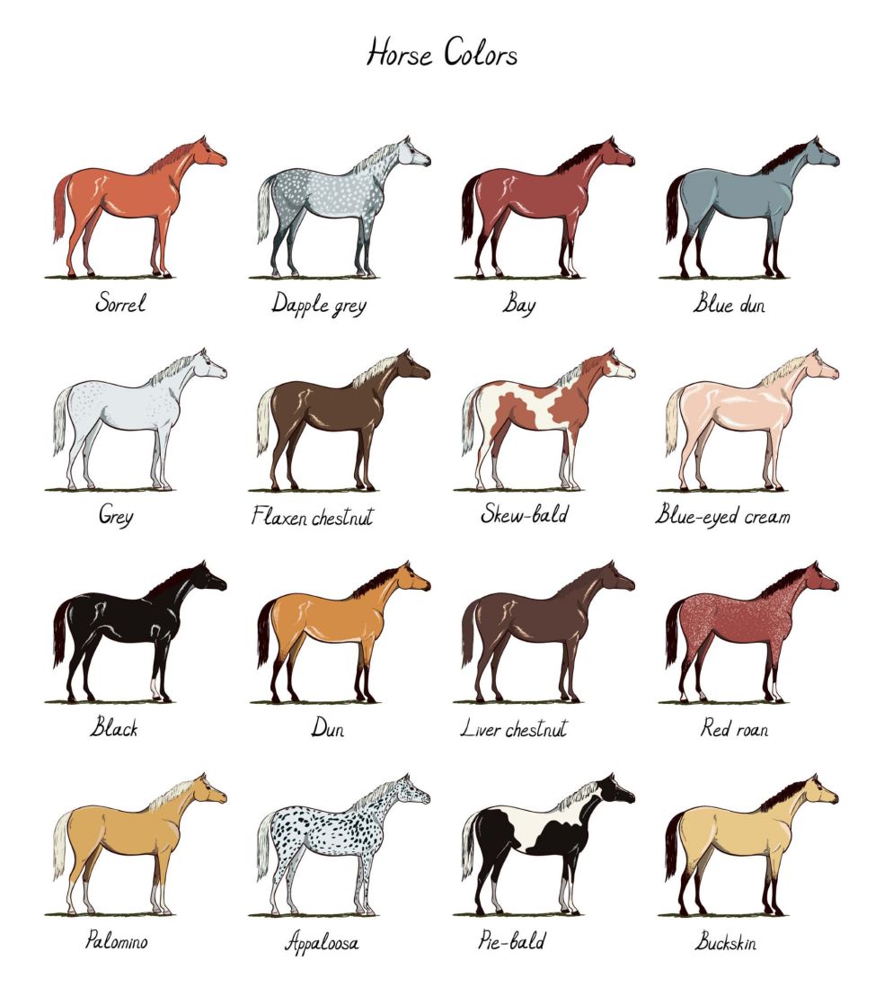 The Writer’s Guide to Horse Basics | Rebecca Shedd - Author